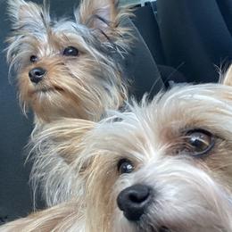 Maltese, Morkies, and Yorkshire Terriers from Mountain Top Hot Tailz