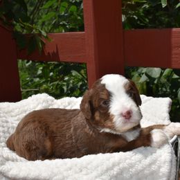 Jerry - male Australian Mountain Doodle puppy in Angola, Indiana from Classic City Doodles