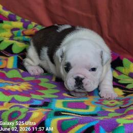 Rynlee - Red brindle and white female Bulldog puppy in Arlington, Washington from Stout's Hunting Labs and trsbullies