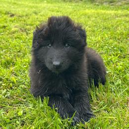 Tide (Lime) - Black male Belgian Sheepdog puppy in Franklin, West Virginia from Wildmour K9