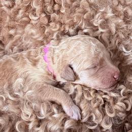 Poodle puppies from Solstice Standards