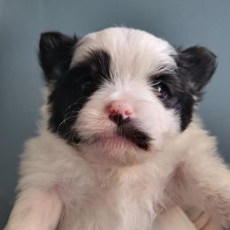 Pomeranians from Fluffy Puppies