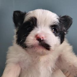 Pomeranians from Fluffy Puppies