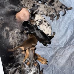 Dapple 2 - Dapple male Dachshund puppy in Magnolia, Texas from J&R Macias Dachshunds