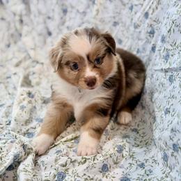 Teal collar - Red merle female Aussiedoodle puppy in 32046, Florida from River Hill Ranch