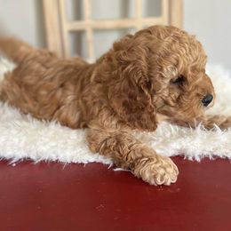 Cavapoo Puppies from Freckles Family Cavapoos