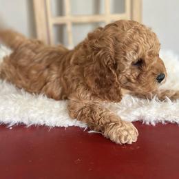 Cavapoo Puppies from Freckles Family Cavapoos