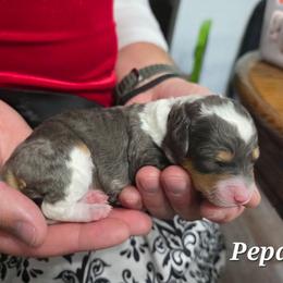 Pepa - Blue merle female Bernedoodle puppy in Blackfoot, Idaho from Draper Mountain Doodles