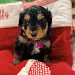 Rex (Mr. Purple) - Black phantom male Aussiedoodle puppy in Georgetown, Texas from Mc Doodles of Texas LLC