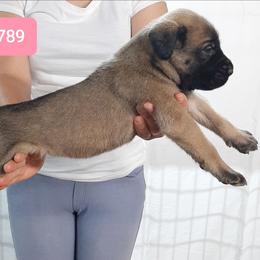 AKC PUP 789 - Fawn female Mastiff puppy in Ava, Missouri from Ozark Mountain Mastiffs