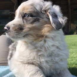 Australian Shepherds from Sweet Creek Puppies