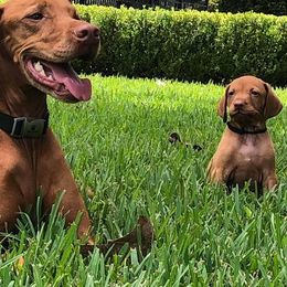 Vizsla Puppies from 5Starr Vizsla