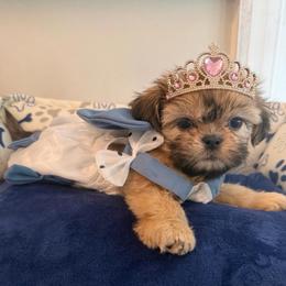 Paris - Sable female Shih Tzu puppy in Burlington, North Carolina from Nancy’s Lil’Shih Tzus