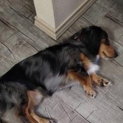 Theo - Dachshund