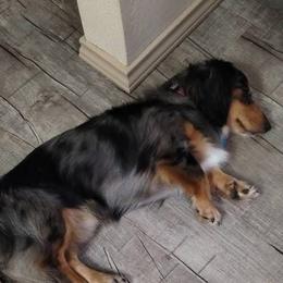 Theo - Dachshund