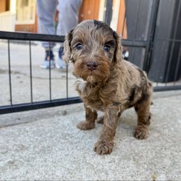 Chocolate Merle - Merle female Australian Labradoodle puppy in Wamego, Kansas from Doodles of Oz
