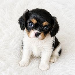 Aryelle - Tri-color female Cavalier King Charles Spaniel puppy in Wahiawa, Hawaii from Kakazu King Charles Cavaliers