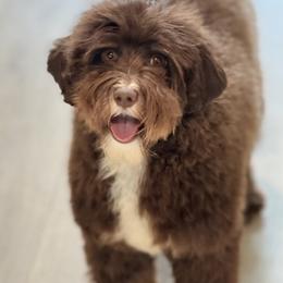 Noodle - Australian Labradoodle