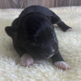Rayna - Black & white female Miniature Australian Shepherd puppy in Geary, Oklahoma from Helm Farms Aussies