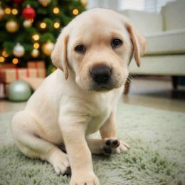 Fezzik Orange Collar - Yellow male Labrador Retriever puppy in Cocoa, Florida from Harrison's Lakeside Labradors LLC