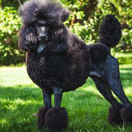 Summit - Poodle