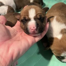 Declan - Red male American Staffordshire Terrier puppy in Marietta, Georgia from Ambition Amstaffs