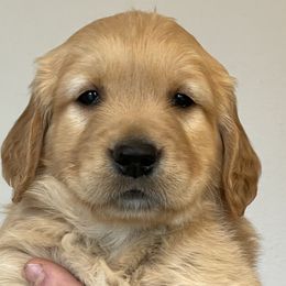 Spruce - Golden Golden Retriever puppy in Roseburg, Oregon from Elevation Retrievers
