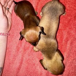Dachshund Puppies from Dachshund heaven