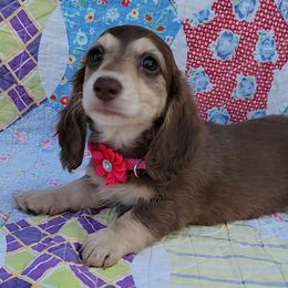 Chocolate and cream girl yellow collar - Chocolate and cream female Dachshund puppy in Lexington, Oklahoma from Long Doggy Acres Miniature Dachshunds