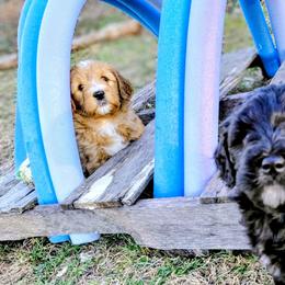 Assorted Doodle Crosses from Southern Star Goldendoodles