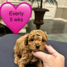 Everly - Red  female Poodle puppy in Mineral Wells, Texas from S.H.A.R.P.’s Toy Poodles