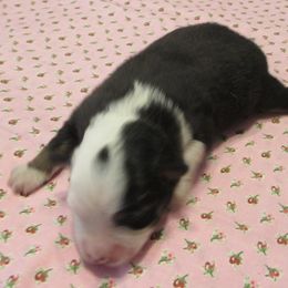 Girl 1 - female Toy Australian Shepherd puppy in Warrensburg, Missouri from Booty Shaker Toy and Miniature Poodles and Aussies
