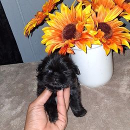 Girl 1 - Black and white female Shih Tzu puppy in Birmingham, Alabama from K&D kennels