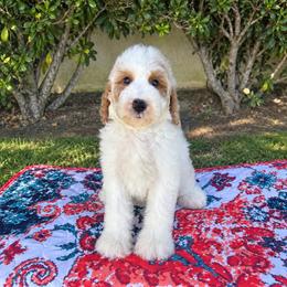 Kiki - Parti female Poodle puppy in Los Angeles, California from Exquisite Doodles