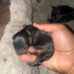 Boy 1 - Black and gold male Yorkshire Terrier puppy in Pomona, California from Lunio's Yorkies