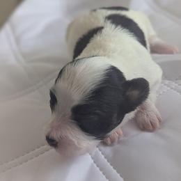 Lilly's AKC girl Rose - White black and tan female Papillon puppy in Joshua, Texas from Summertime Kennels
