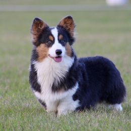 American Corgi, Border Collie, and Pembroke Welsh Corgi All Grown Up from Cowtown Corgis & Border Collies