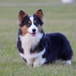 American Corgi, Border Collie, and Pembroke Welsh Corgi All Grown Up from Cowtown Corgis & Border Collies