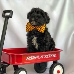 Miniature Schnauzer Puppies from Laurel Crown Schnauzers