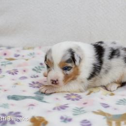 Confetti - Blue merle female Australian Shepherd puppy in Lakewood, California from Cloud Nine Kennel