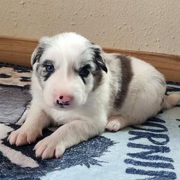 Comet - Slate merle male Border Collie puppy in Morgan, Texas from Shooting Star Ranch