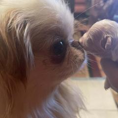 Ziggy - Japanese Chin