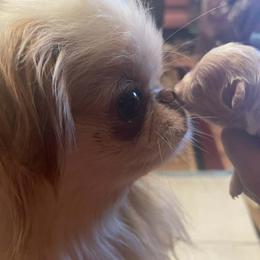 Ziggy - Japanese Chin