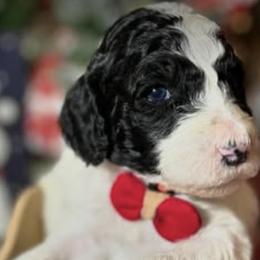 Labradoodles from Little Doods in Monterey
