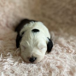 Sheepadoodle Puppies from Wiggles & Woofs of Oklahoma