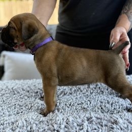 Cane Corso Puppies from PNW Cane Corsos