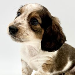 Dachshunds from Neu Doxies