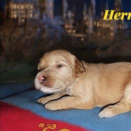 Hermione - Fawn and white female Sheepadoodle puppy in Austin, Texas from Darling Doodles