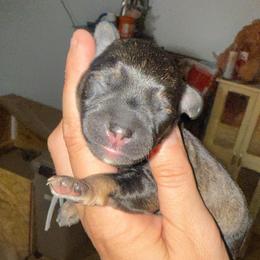 Grey Collar - Sable male Schnoodle puppy in Winchester, Tennessee from Mahaffey’s Doodles