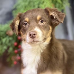 Mabel - Red tri-color female Miniature American Shepherd puppy in Clinton, Missouri from Mockingbirds American Minis